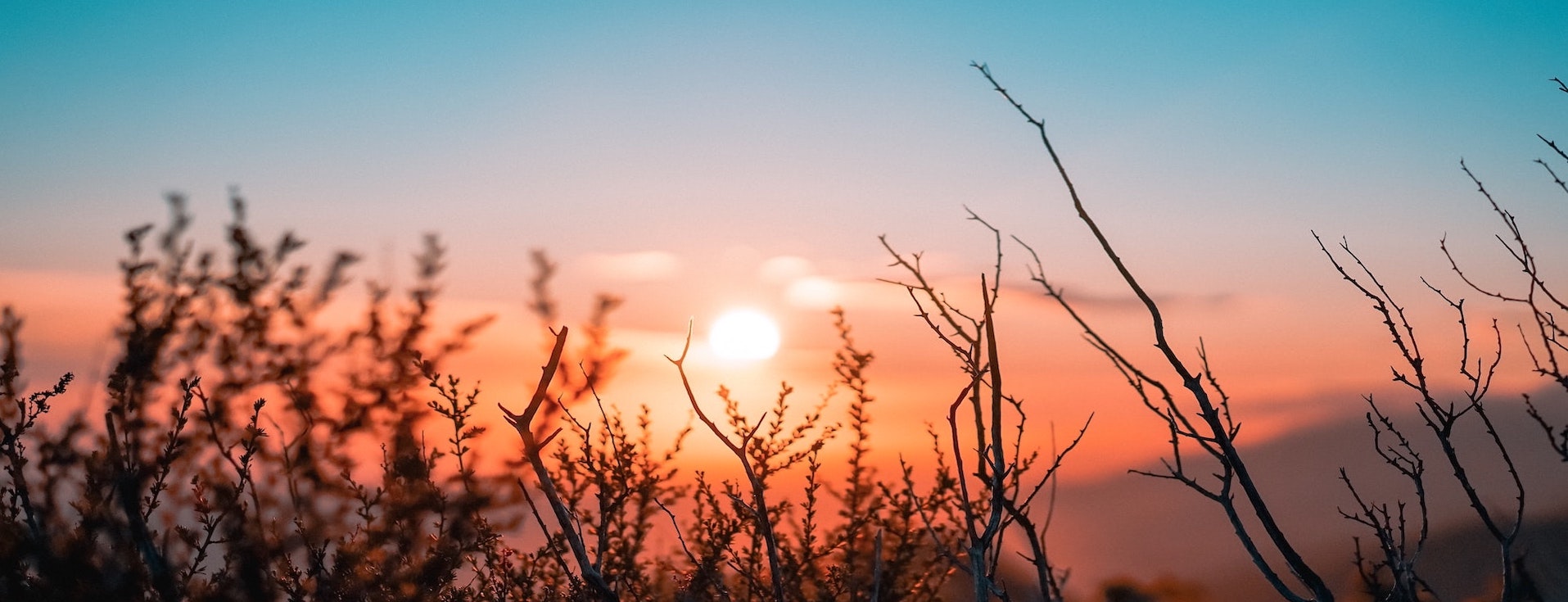 Sunny field