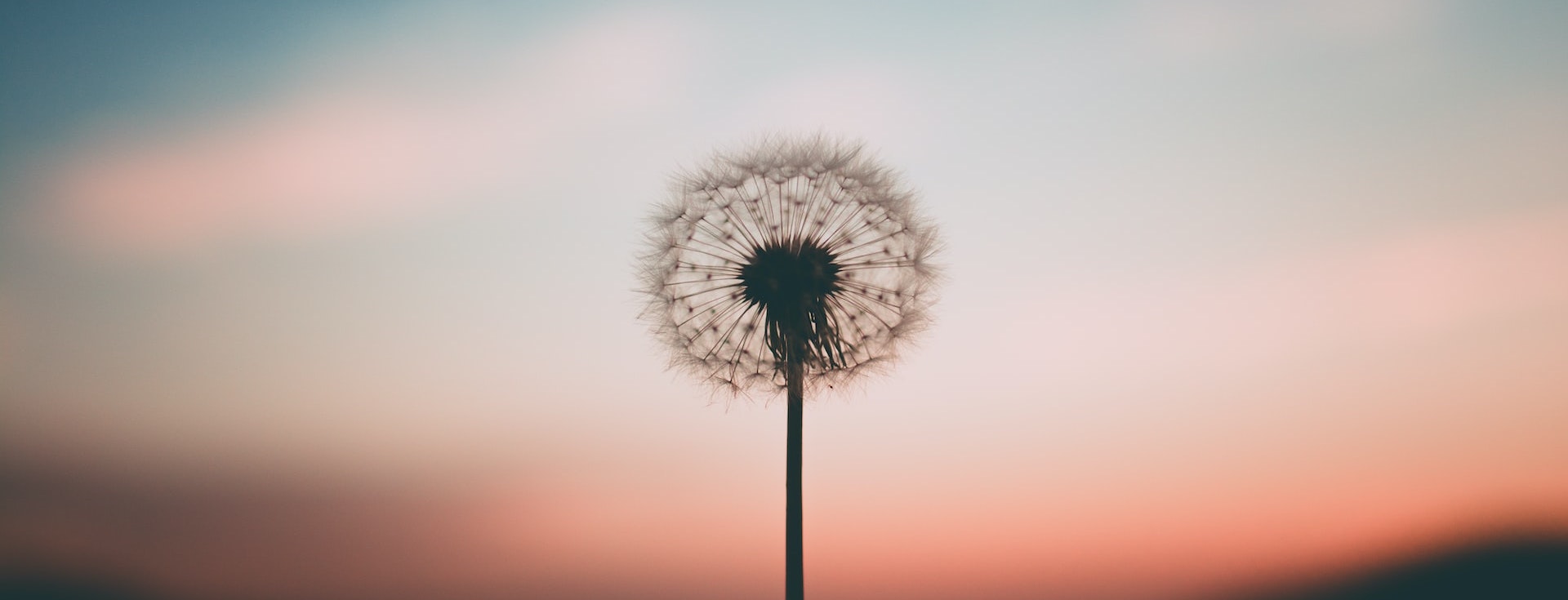 Single flower in sunset